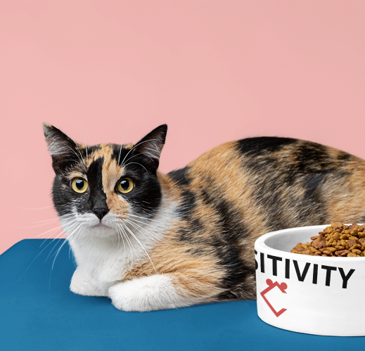 Premium Quality "POSITIVITY" Print Cat Dish 10% Off